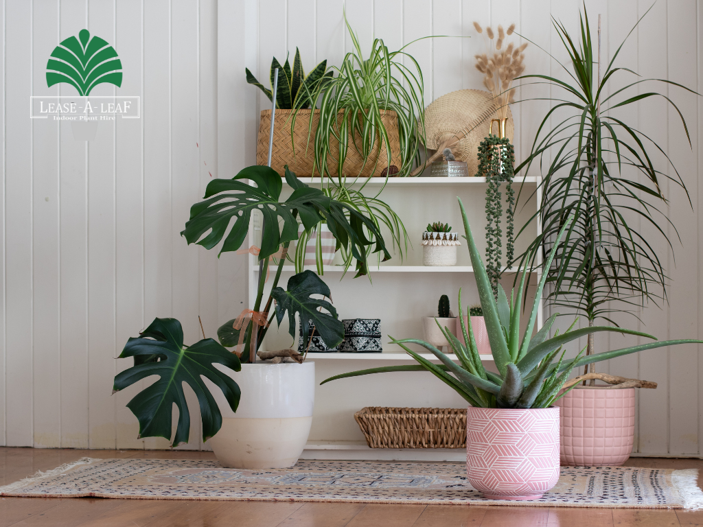 Indoor Plant Hire
