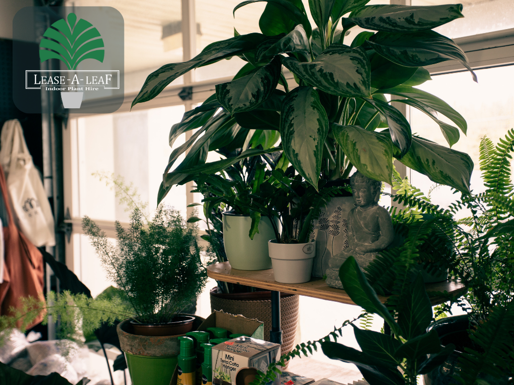 Plants for Indoor